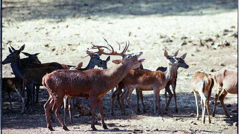 La berrea y la ronca de otoño atraen visitantes