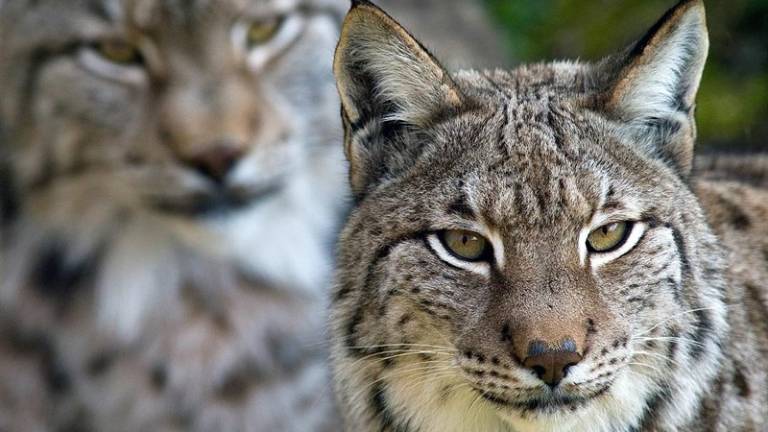 15 linces atropellados en Andalucía en 2017