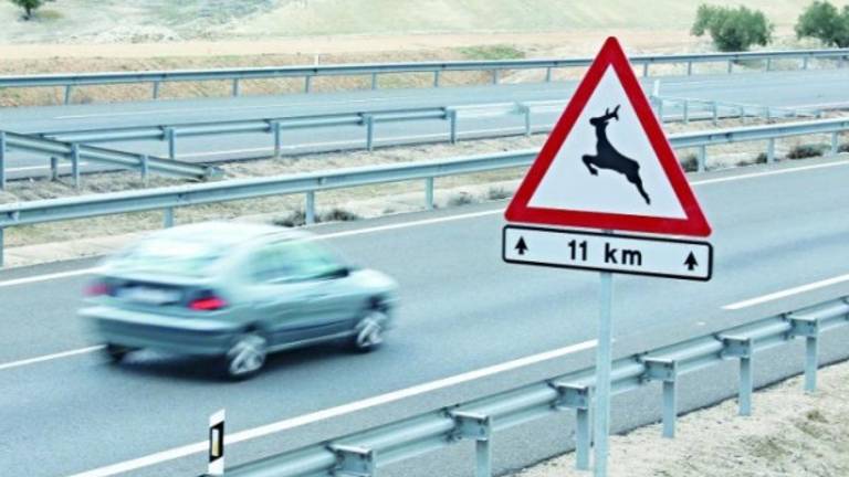 Un grupo de jabalíes se cuela en la autovía y causa el caos de tráfico Un grupo de jabalíes se cuela en la autovía y causa el caos de tráfico