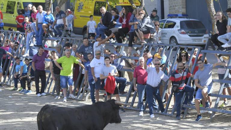 La suelta de vaquillas provoca el delirio total La suelta de vaquillas provoca el delirio total
