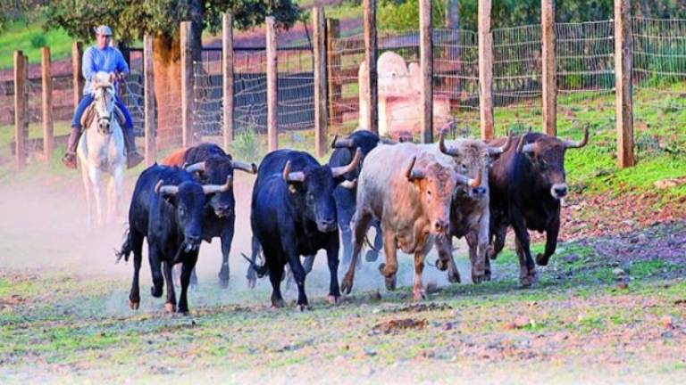 Toros para los grandes maestros Toros para los grandes maestros