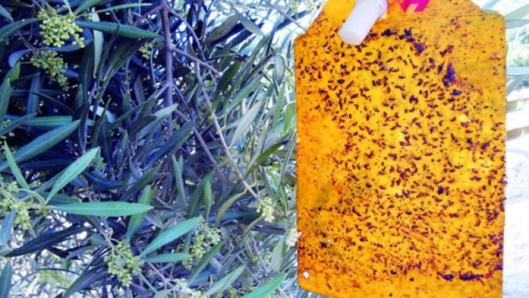 El extraño calor de noviembre amenaza la cosecha del olivar