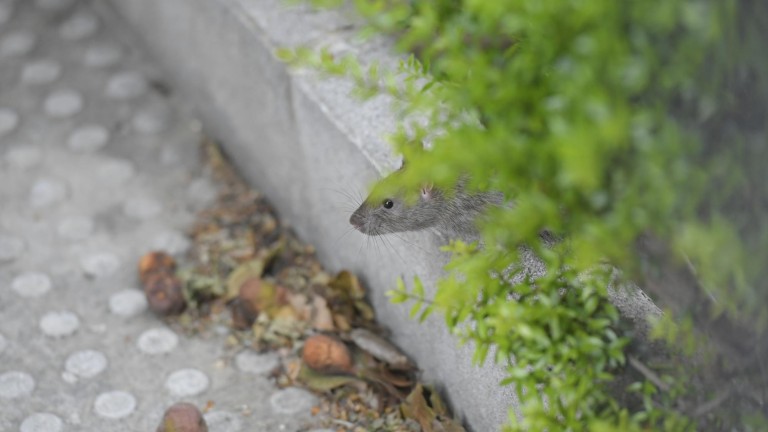 Preocupación en los barrios por las ratas y cucarachas