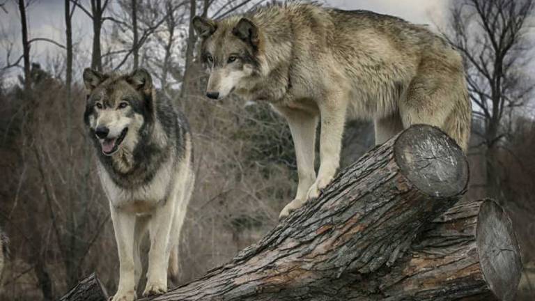 Una curiosa costumbre con los lobos como protagonistas Una curiosa costumbre con los lobos como protagonistas