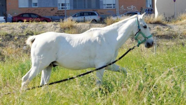 Caballos abandonados a su suerte Caballos abandonados a su suerte