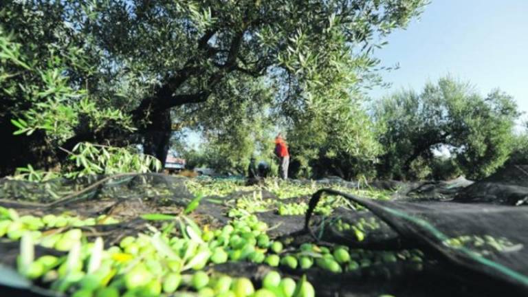 Los jornaleros perderán más de 210 millones en peonadas Los jornaleros perderán más de 210 millones en peonadas
