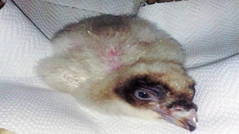 Nace el primer pollo de quebrantahuesos de 2015 Nace el primer pollo de quebrantahuesos de 2015