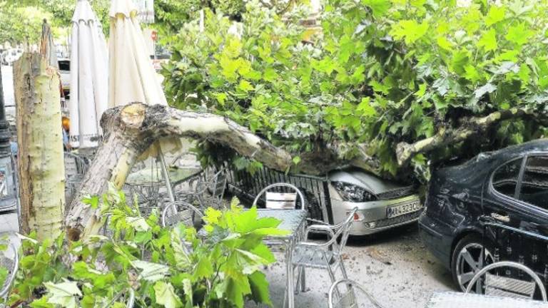 Un árbol cae y causa daños en dos coches en Pierre Cibié Un árbol cae y causa daños en dos coches en Pierre Cibié