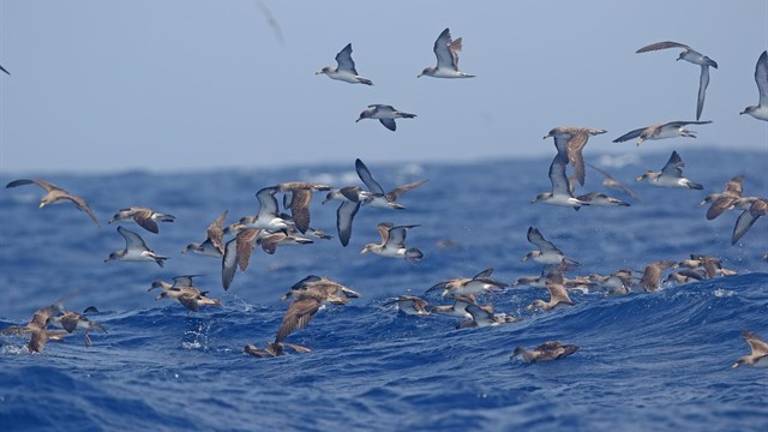 SEO/BirdLife recuerda que la situación de la pardela cenicienta en Canarias es “delicada” SEO/BirdLife recuerda que la situación de la pardela cenicienta en Canarias es “delicada”