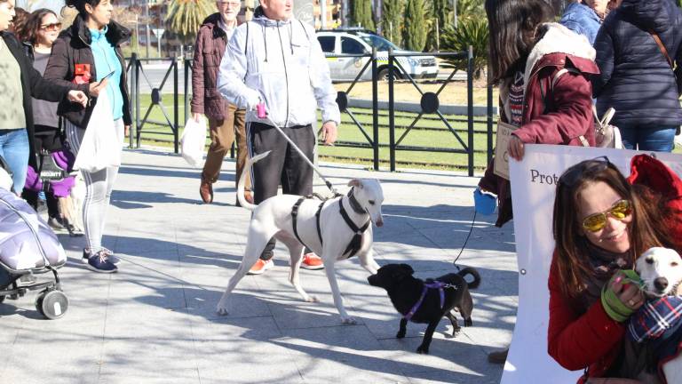 “No” mayúsculo a la caza con galgos u otras razas