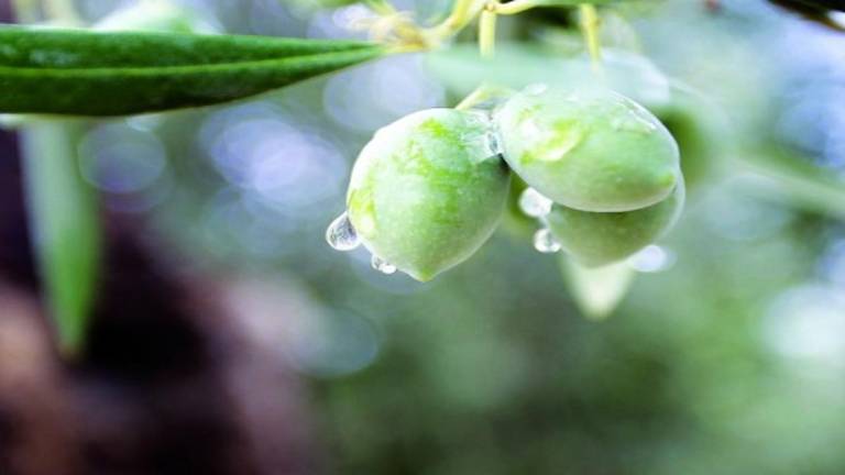 El aceite verde de la felicidad El aceite verde de la felicidad