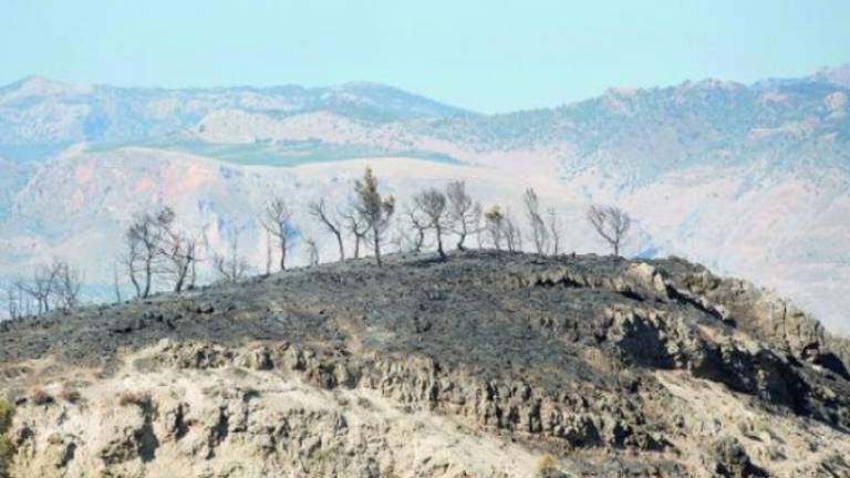 La repoblación de pinar no frenará el avance del desierto