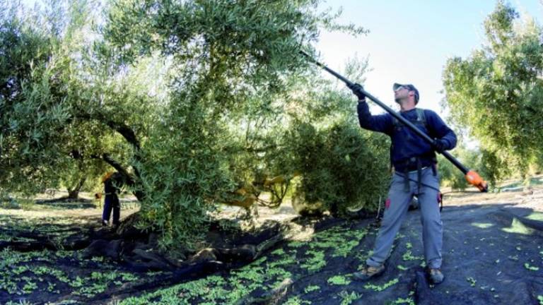 El olivar ya trabaja con la vista puesta en un mal año El olivar ya trabaja con la vista puesta en un mal año