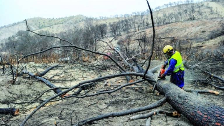 El Gobierno inicia los trabajos de restauración del área afectada por el incendio de Quesada El Gobierno inicia los trabajos de restauración del área afectada por el incendio de Quesada
