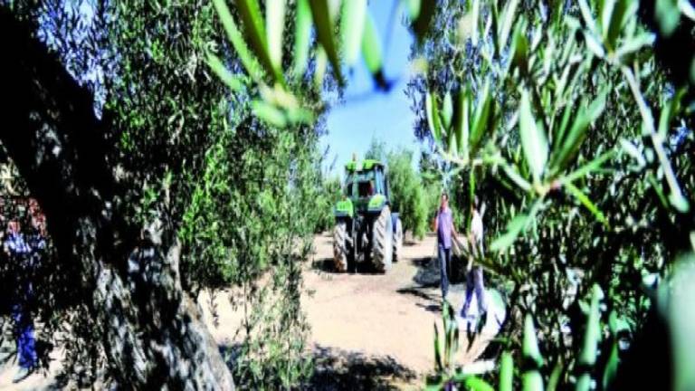 Jaén recibe 187,45 millones en el primer pago de la nueva PAC Jaén recibe 187,45 millones en el primer pago de la nueva PAC