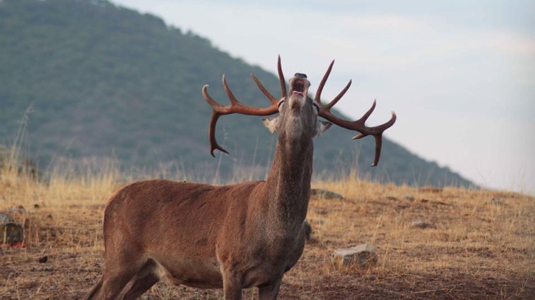 La llamada de la naturaleza, la berrea del ciervo en Jaén