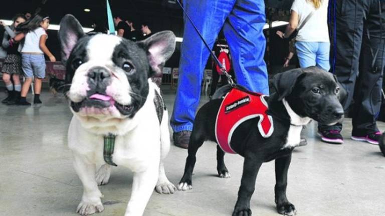 Una ciudad amiga de los perros Una ciudad amiga de los perros