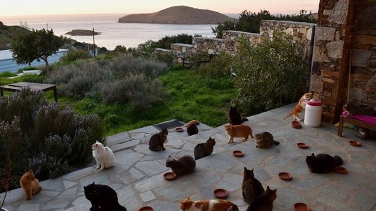 Vivir en una isla de Grecia, cuidar de 55 gatos y cobrar un sueldo Vivir en una isla de Grecia, cuidar de 55 gatos y cobrar un sueldo