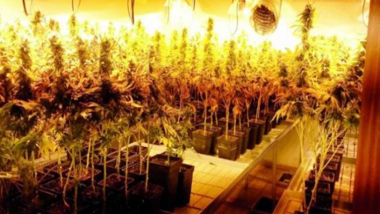 Golpe a la venta de marihuana Golpe a la venta de marihuana
