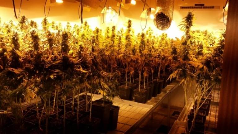 Desmantelado un invernadero de marihuana en Bailén Desmantelado un invernadero de marihuana en Bailén