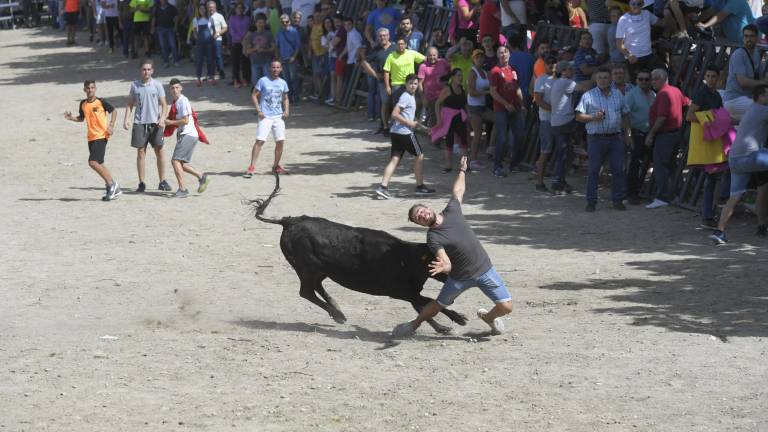 La suelta de vaquillas provoca el delirio total La suelta de vaquillas provoca el delirio total