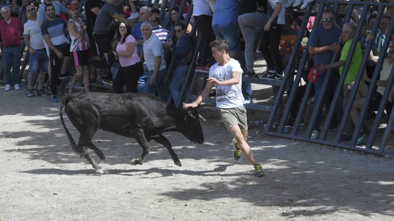 La suelta de vaquillas provoca el delirio total La suelta de vaquillas provoca el delirio total
