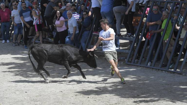 La suelta de vaquillas provoca el delirio total