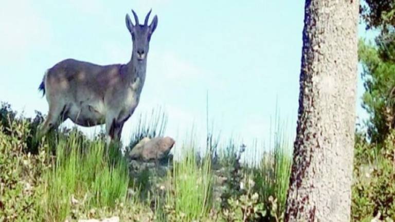 El pino Galapán y la naturaleza feraz El pino Galapán y la naturaleza feraz