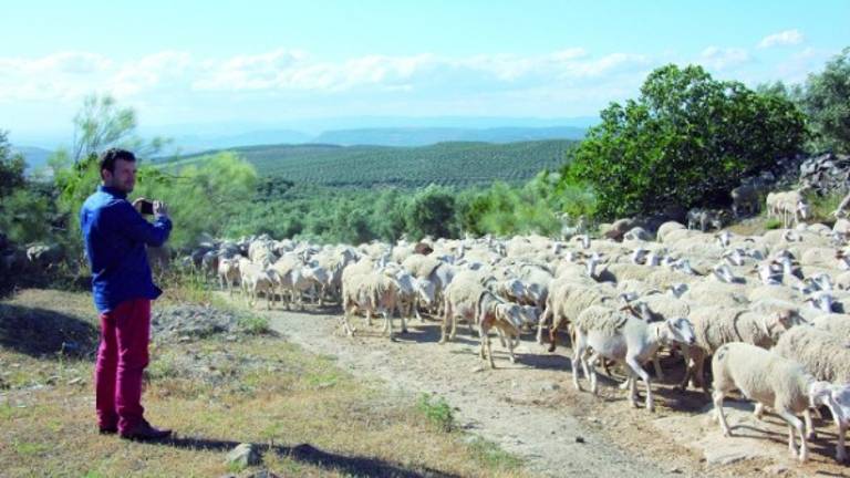 La trashumancia hace escala en la Cañada Real El Paso