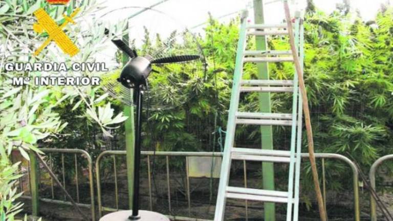Un bosque de Marihuana Un bosque de Marihuana