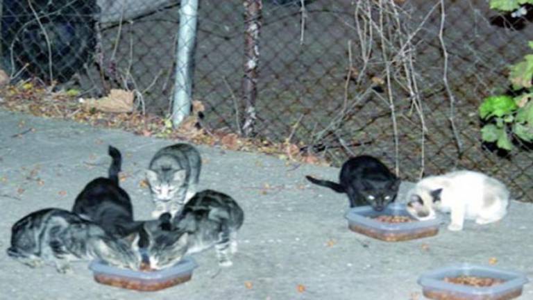 Cómo poner coto a los cientos de gatos que viven en la calle Cómo poner coto a los cientos de gatos que viven en la calle