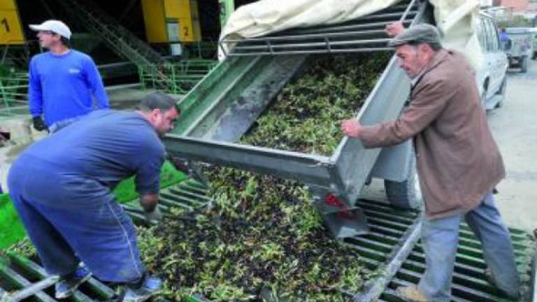 “Romería” de remolques y tractores por la Purísima “Romería” de remolques y tractores por la Purísima