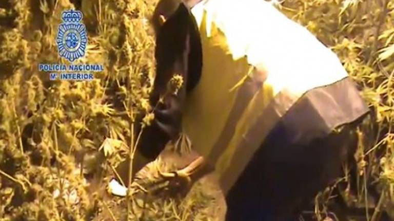 Vídeo | La Policía Nacional interviene 1.616 plantas de marihuana Vídeo | La Policía Nacional interviene 1.616 plantas de marihuana