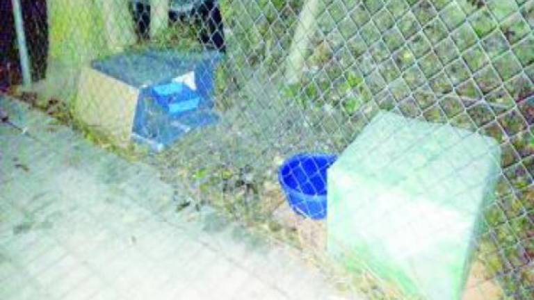 SOS para proteger a una colonia de gatos SOS para proteger a una colonia de gatos