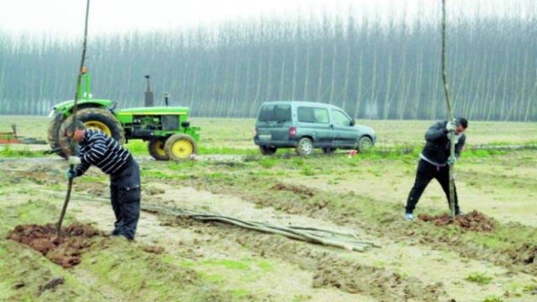 Nueva plantación de chopos Nueva plantación de chopos
