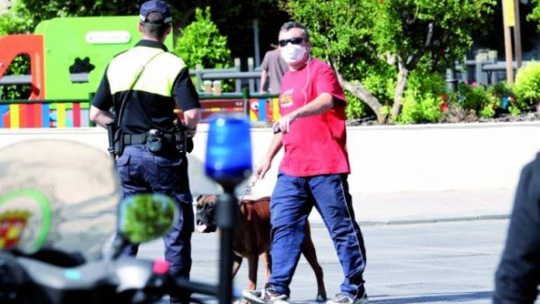 El falso plátano ya “pica” El falso plátano ya “pica”