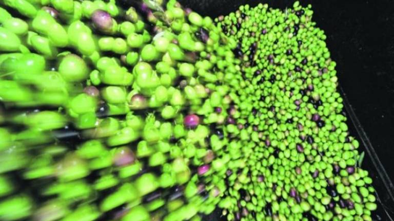 Las ayudas agrícolas, en camino Las ayudas agrícolas, en camino