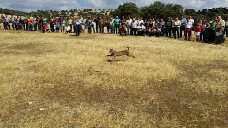 Suelta de un lince en Vilches Suelta de un lince en Vilches