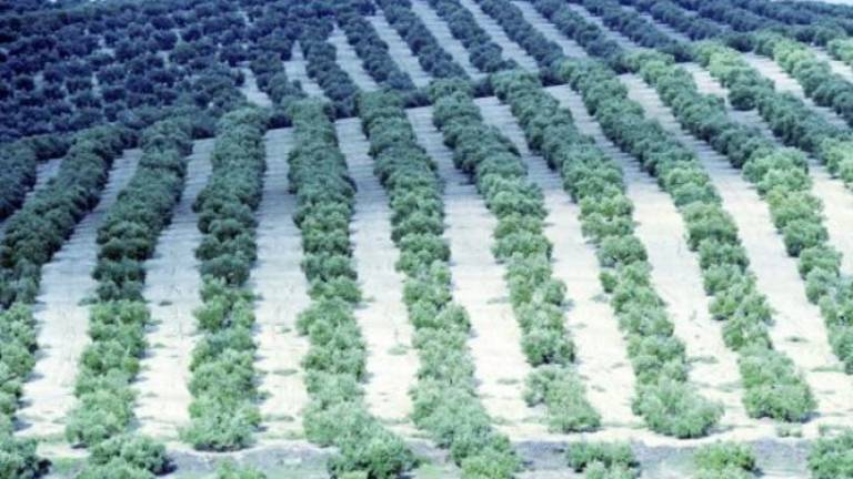 La Loma perdería dinero que va a la Sierra Sur, Mágina y la Campiña