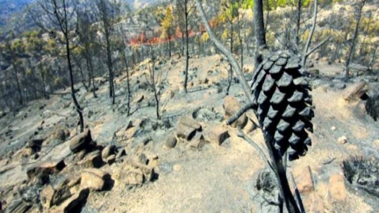 Y el infierno se extinguió después de 25 días al calor de las llamas Y el infierno se extinguió después de 25 días al calor de las llamas