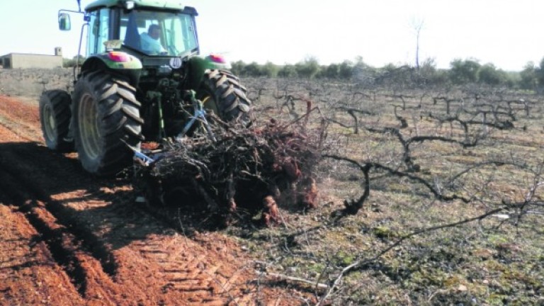 Desaparición del viñedo de “Pedro Ximénez” en Lopera
