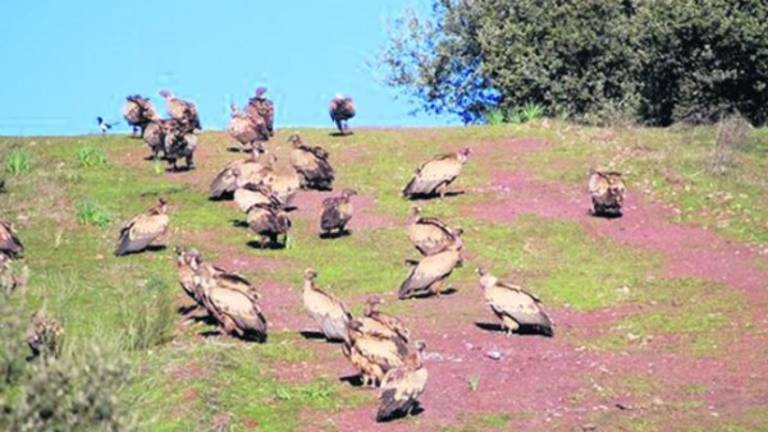 Observaciones ornitológicas para festejar el Día de las Aves Observaciones ornitológicas para festejar el Día de las Aves