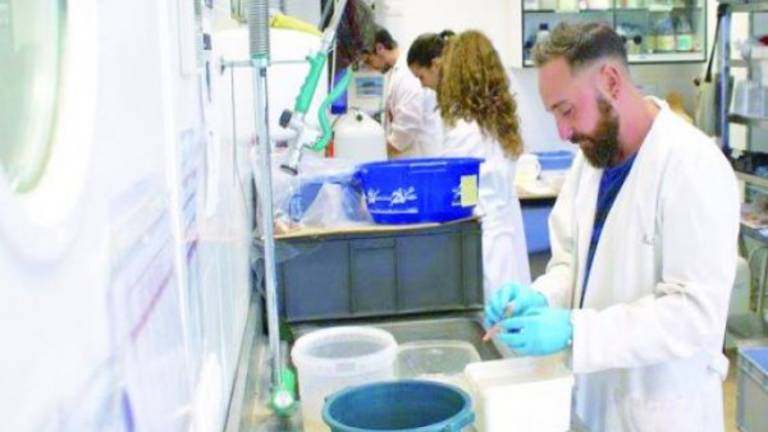 Proyección internacional para las excavaciones de Giribaile Proyección internacional para las excavaciones de Giribaile