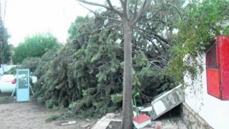 La caída de un enorme árbol rompe el muro de un colegio La caída de un enorme árbol rompe el muro de un colegio