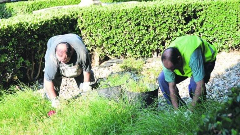 IU arremete contra el “mal estado” de las zonas verdes IU arremete contra el “mal estado” de las zonas verdes