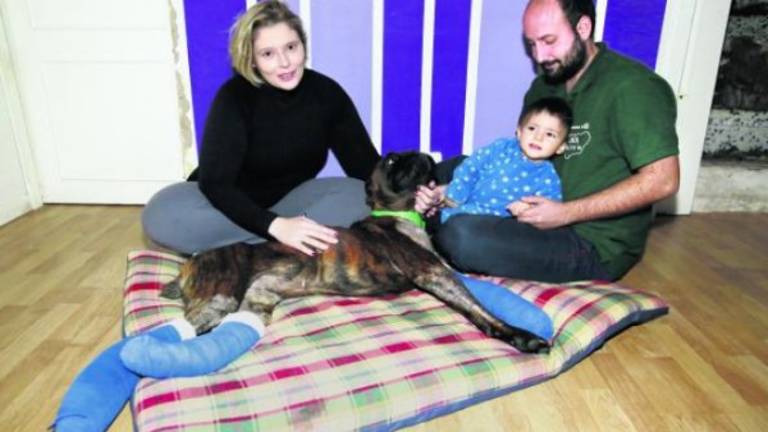 Cestas de Navidad para que el bóxer Negrito tenga su prótesis Cestas de Navidad para que el bóxer Negrito tenga su prótesis
