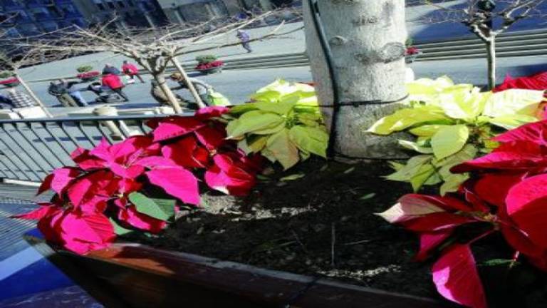 Roban flores de pascua de la Plaza de Santa María Roban flores de pascua de la Plaza de Santa María