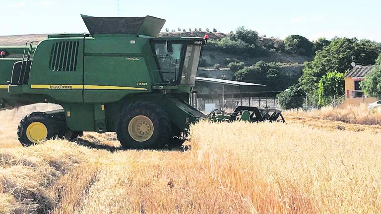 Trigo, cebada, avena y maíz dejarán más de 12 millones Trigo, cebada, avena y maíz dejarán más de 12 millones