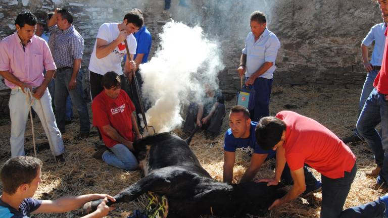 El herradero de la bravura El herradero de la bravura