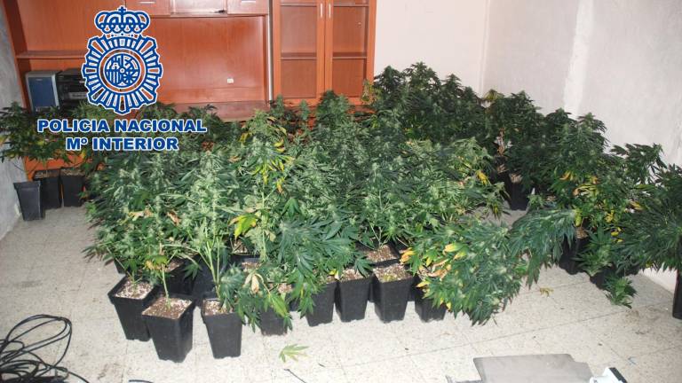 Desmantelada una implantación de marihuana en una vivienda abandonada